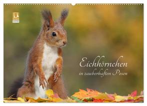 Eichhörnchen in zauberhaften Posen (Wandkalender 2024 DIN A2 quer), CALVENDO Monatskalender von Meier,  Tine