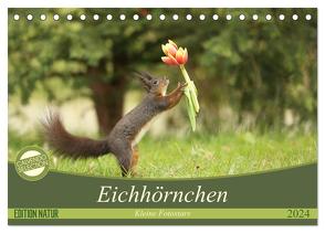 Eichhörnchen – Kleine Fotostars (Tischkalender 2024 DIN A5 quer), CALVENDO Monatskalender von Cerny,  Birgit