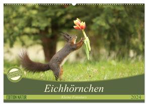 Eichhörnchen – Kleine Fotostars (Wandkalender 2024 DIN A2 quer), CALVENDO Monatskalender von Cerny,  Birgit