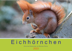 Eichhörnchen – Kleine Kobolde im Roten Pelz (Wandkalender 2023 DIN A2 quer) von Brackhan,  Margret