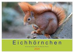 Eichhörnchen – Kleine Kobolde im Roten Pelz (Wandkalender 2024 DIN A2 quer), CALVENDO Monatskalender von Brackhan,  Margret