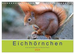 Eichhörnchen – Kleine Kobolde im Roten Pelz (Wandkalender 2024 DIN A4 quer), CALVENDO Monatskalender von Brackhan,  Margret