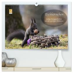 Eichhörnchen – Lustige Kurzgeschichten mit den quirligen Wildtieren (hochwertiger Premium Wandkalender 2024 DIN A2 quer), Kunstdruck in Hochglanz von Cerny,  Birgit