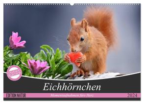 Eichhörnchen Momentaufnahmen fürs Herz (Wandkalender 2024 DIN A2 quer), CALVENDO Monatskalender von Meier,  Tine