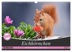 Eichhörnchen Momentaufnahmen fürs Herz (Wandkalender 2024 DIN A3 quer), CALVENDO Monatskalender von Meier,  Tine