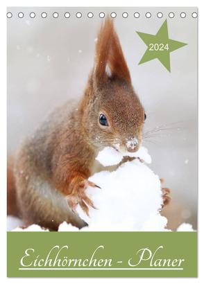 Eichhörnchen – Planer (Tischkalender 2024 DIN A5 hoch), CALVENDO Monatskalender von Cerny,  Birgit