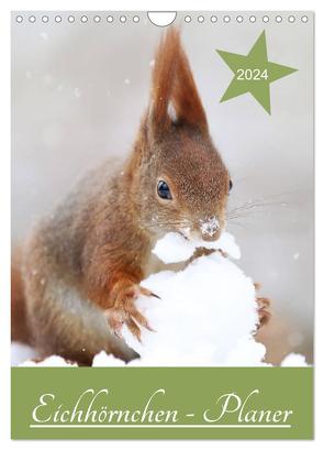 Eichhörnchen – Planer (Wandkalender 2024 DIN A4 hoch), CALVENDO Monatskalender von Cerny,  Birgit