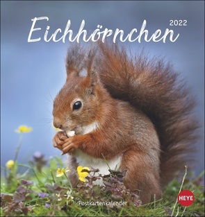 Eichhörnchen Postkartenkalender 2022 von Heye