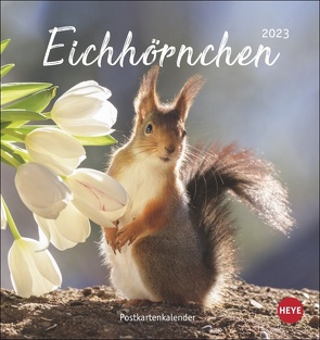 Eichhörnchen Postkartenkalender 2023. Dekorativer Monats-Tischkalender zum Aufstellen. Fotokalender voll niedlicher Eichhörnchenbilder, als Postkarten zum Sammeln und Verschicken. von Heye