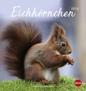 Eichhörnchen Postkartenkalender – Kalender 2019 von Heye