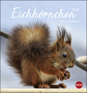 Eichhörnchen Postkartenkalender Kalender 2020 von Heye