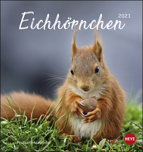 Eichhörnchen Postkartenkalender Kalender 2021 von Heye