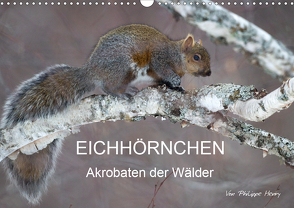 EICHHÖRNCHEN (Wandkalender 2021 DIN A3 quer) von Henry,  Philippe