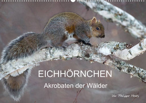 EICHHÖRNCHEN (Wandkalender 2022 DIN A2 quer) von Henry,  Philippe