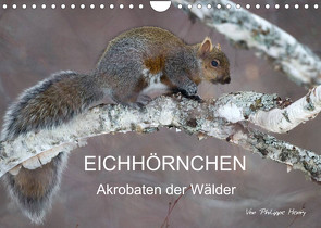 EICHHÖRNCHEN (Wandkalender 2022 DIN A4 quer) von Henry,  Philippe