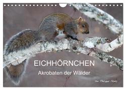 EICHHÖRNCHEN (Wandkalender 2024 DIN A4 quer), CALVENDO Monatskalender von Henry,  Philippe