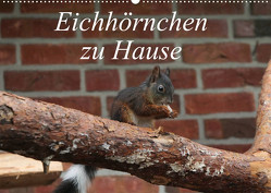 Eichhörnchen zu Hause (Wandkalender 2022 DIN A2 quer) von Peitz,  Martin