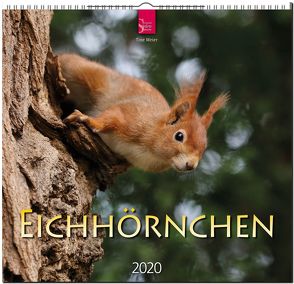 Eichhörnchen von Meier,  Tine