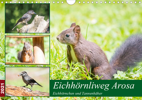 Eichhörnliweg Arosa – Eichhörnchen und Tannenhäher (Wandkalender 2021 DIN A4 quer) von und Philipp Kellmann,  Stefanie