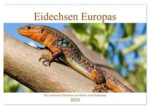 Eidechsen Europas (Wandkalender 2024 DIN A2 quer), CALVENDO Monatskalender von Simlinger,  Wolfgang