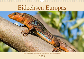 Eidechsen Europas (Wandkalender immerwährend DIN A3 quer) von Simlinger,  Wolfgang