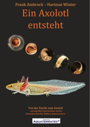 Ein Axolotl entsteht von Ambrock,  Frank, Winter,  Hartmut