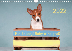 Ein Basenji Baby wird groß (Wandkalender 2022 DIN A4 quer) von Joswig,  Angelika