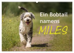 Ein Bobtail namens Miles (Wandkalender 2024 DIN A2 quer), CALVENDO Monatskalender von calmbacher,  Christiane