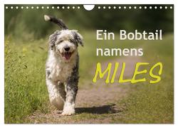 Ein Bobtail namens Miles (Wandkalender 2024 DIN A4 quer), CALVENDO Monatskalender von calmbacher,  Christiane
