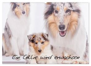 Ein Collie wird erwachsen (Wandkalender 2024 DIN A2 quer), CALVENDO Monatskalender von Hemlep,  Christine