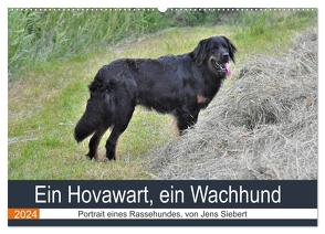 Ein Hovawart, ein Wachhund (Wandkalender 2024 DIN A2 quer), CALVENDO Monatskalender von Siebert,  Jens