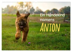 Ein Hundekind namens Anton (Wandkalender 2024 DIN A2 quer), CALVENDO Monatskalender von calmbacher,  Christiane