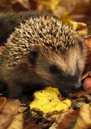 Ein Igel wandert durch das Laub Kalender von Schreiber,  René