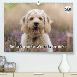 Ein Labradoodle-Welpe in der Heide (Premium, hochwertiger DIN A2 Wandkalender 2023, Kunstdruck in Hochglanz) von Teßen,  Sonja