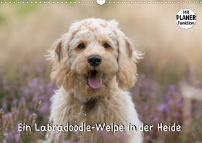 Ein Labradoodle-Welpe in der Heide (Wandkalender 2020 DIN A3 quer) von Teßen,  Sonja