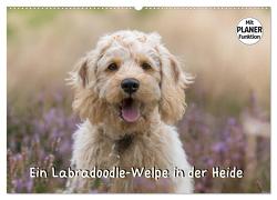 Ein Labradoodle-Welpe in der Heide (Wandkalender 2024 DIN A2 quer), CALVENDO Monatskalender von Teßen,  Sonja