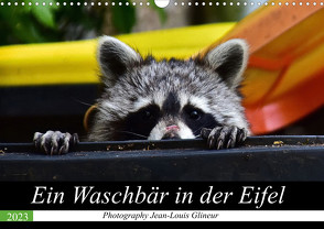 Ein Waschbär in der Eifel (Wandkalender 2023 DIN A3 quer) von Glineur,  Jean-Louis