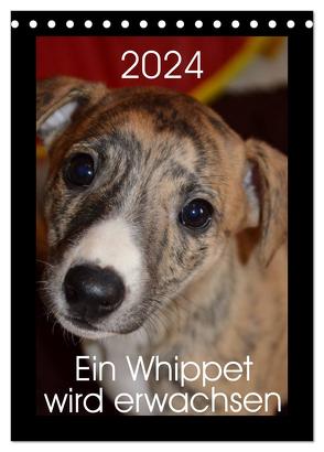 Ein Whippet wird erwachsen (Tischkalender 2024 DIN A5 hoch), CALVENDO Monatskalender von Redl,  Ula