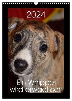 Ein Whippet wird erwachsen (Wandkalender 2024 DIN A3 hoch), CALVENDO Monatskalender von Redl,  Ula