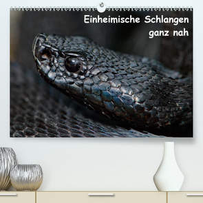 Einheimische Schlangen ganz nah (Premium, hochwertiger DIN A2 Wandkalender 2021, Kunstdruck in Hochglanz) von Dummermuth,  Stefan