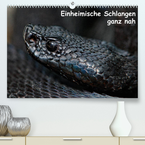 Einheimische Schlangen ganz nah (Premium, hochwertiger DIN A2 Wandkalender 2022, Kunstdruck in Hochglanz) von Dummermuth,  Stefan