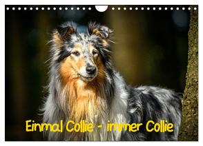 Einmal Collie – immer Collie (Wandkalender 2024 DIN A4 quer), CALVENDO Monatskalender von Janetzek,  Yvonne