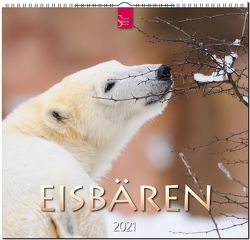 Eisbären