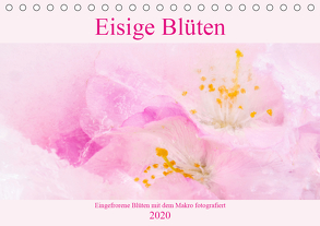 Eisige Blüten (Tischkalender 2020 DIN A5 quer) von Scheurer,  Monika