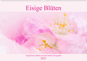 Eisige Blüten (Wandkalender 2021 DIN A2 quer) von Scheurer,  Monika