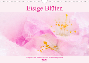 Eisige Blüten (Wandkalender 2021 DIN A4 quer) von Scheurer,  Monika