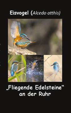 Eisvogel (Alcedo atthis) von fotolulu