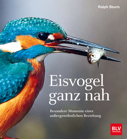 Eisvogel ganz nah von Sturm,  Ralph