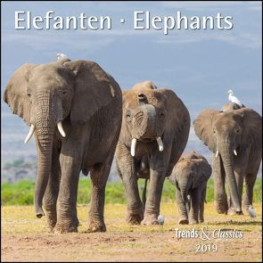 Elefanten Elephants 2019 – Broschürenkalender – Wandkalender – mit herausnehmbarem Poster – Format 30 x 30 cm