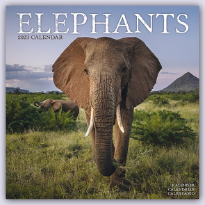 Elephants – Elefanten 2023 – 16-Monatskalender